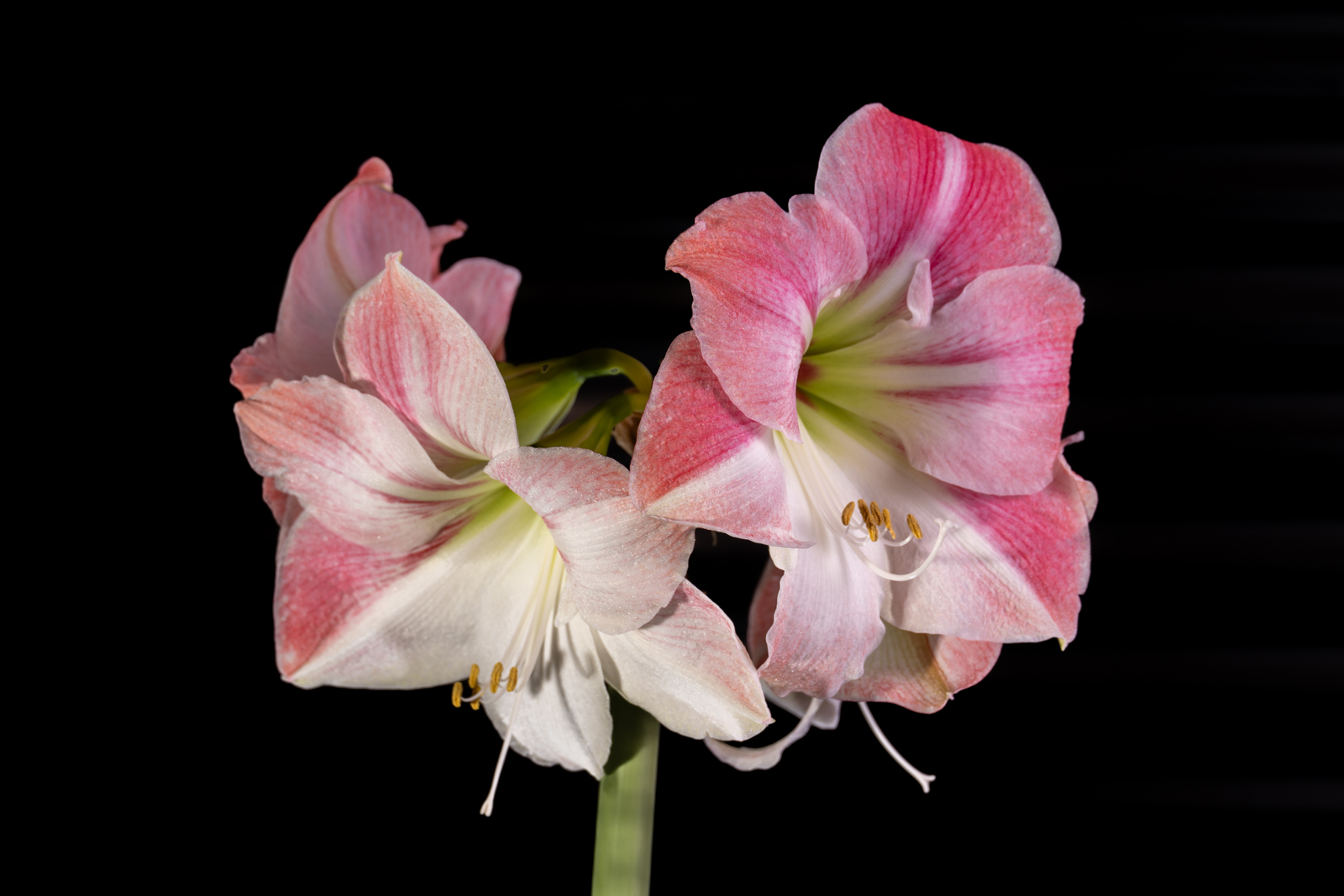 Photography by Chris Allington